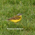 OHP Wiesenschafstelze Brandneue Bilderschätze vom Eulen- und Greifvogelschutz Appenheim